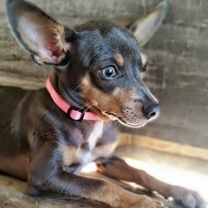 Meet your Posher, Janeth